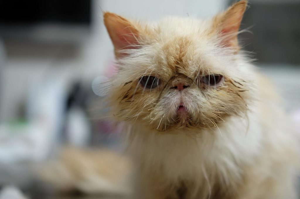 Dierenarts in Alkmaar onderzoekt huisdier voor preventieve zorg en gezondheidscontrole