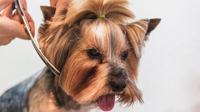 Professionele hondentrimmer in Waalwijk verzorgt hond met expertise in grooming en vachtbeheer